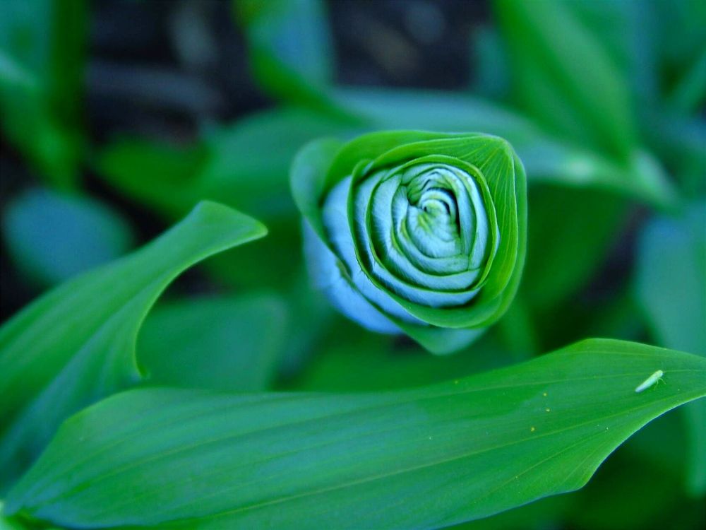 Photograph by Надежда Батракова