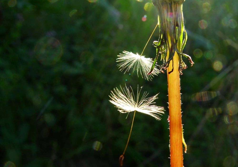 Photograph by Надежда Батракова