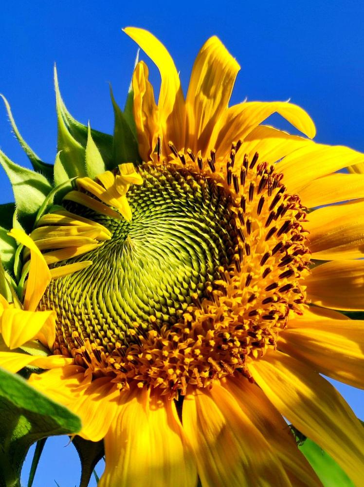 Photograph by Надежда Батракова