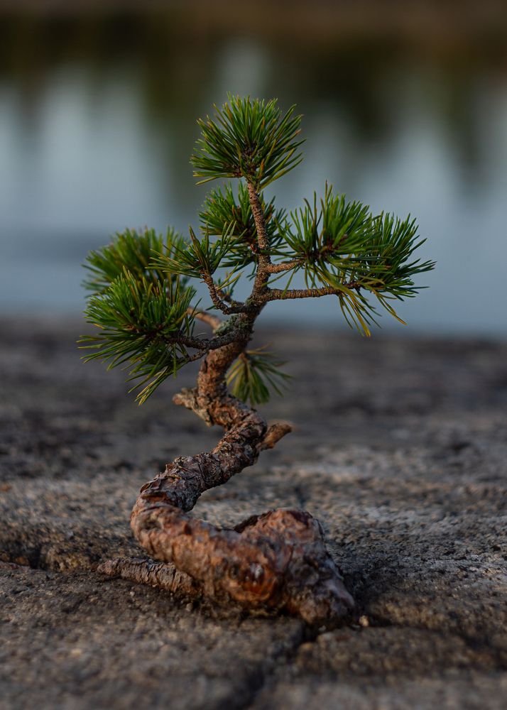 Photograph by Vera Komarova