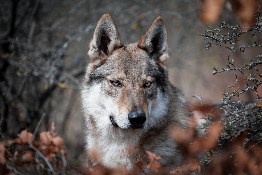 Photograph by Brigitta Botragyi