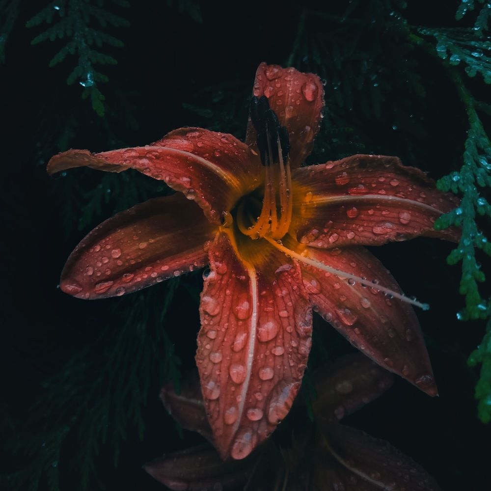 Фотография автора Геннадий Ломеко