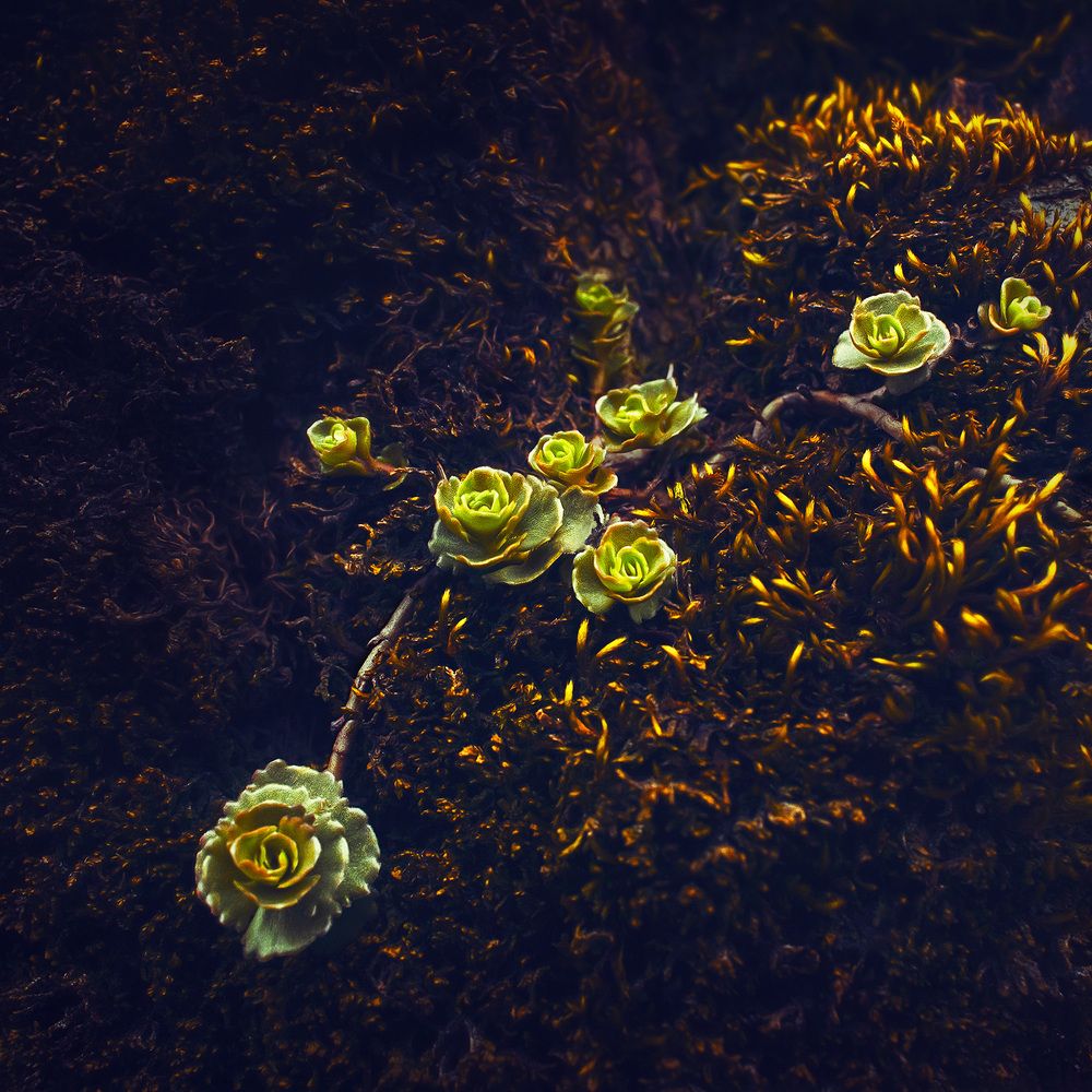 Photograph by Farzad Ajori