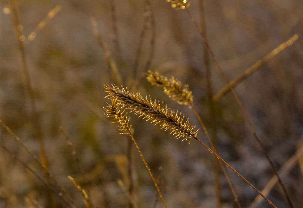 Photograph by Елена Гольдебаева
