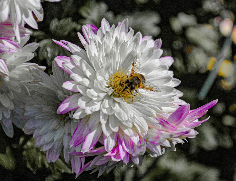 Photograph by Алекскандр Фатеев