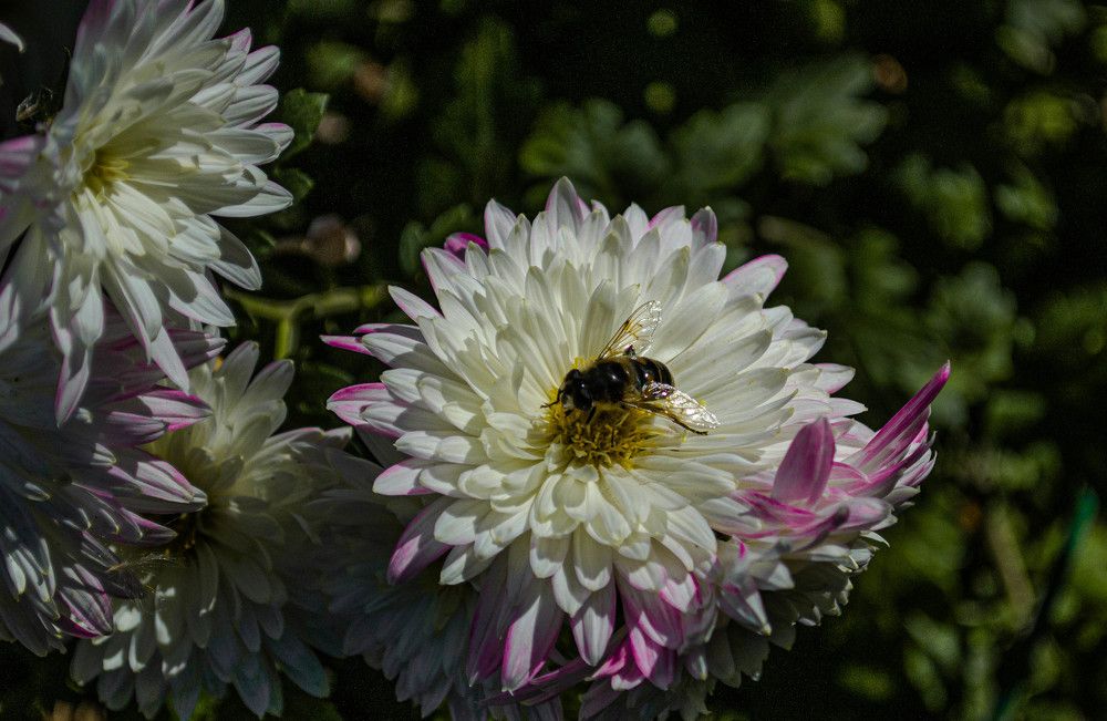 Photograph by Алекскандр Фатеев