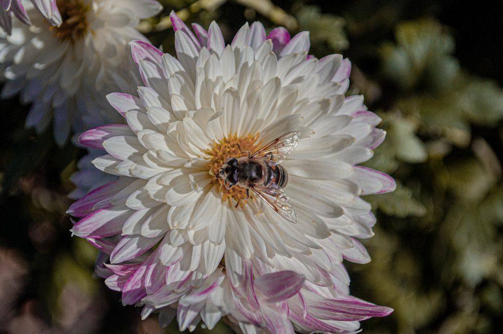 Photograph by Алекскандр Фатеев