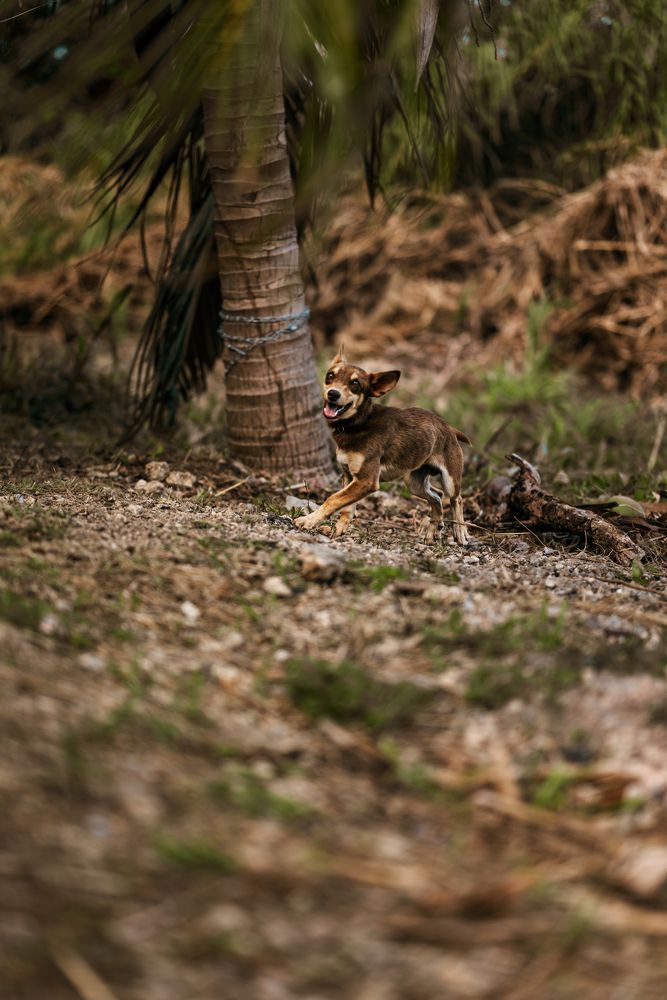 Photograph by Akeem Chandler-Prescod