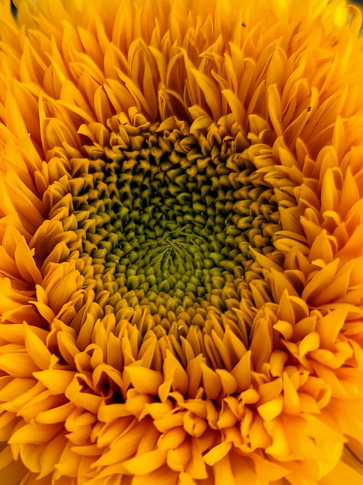 Photograph by Елена Гусева