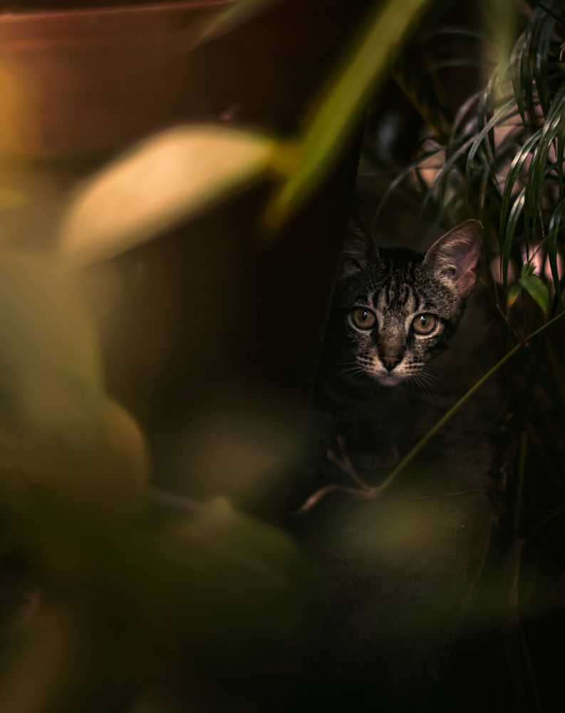 Photograph by Akeem Chandler-Prescod