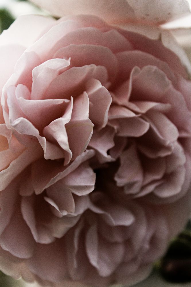 Photograph by Анастасия Псарёва