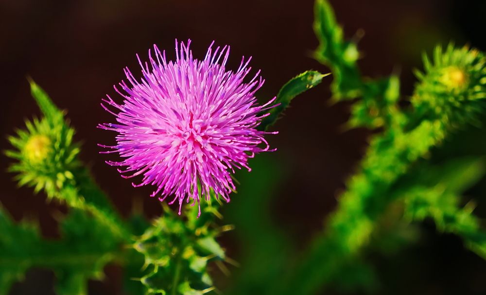 Розовый ёжик