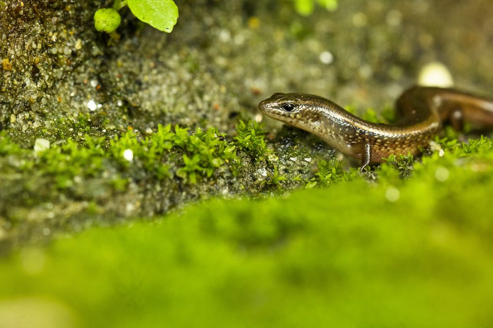 Photograph by Partha Chakraborty