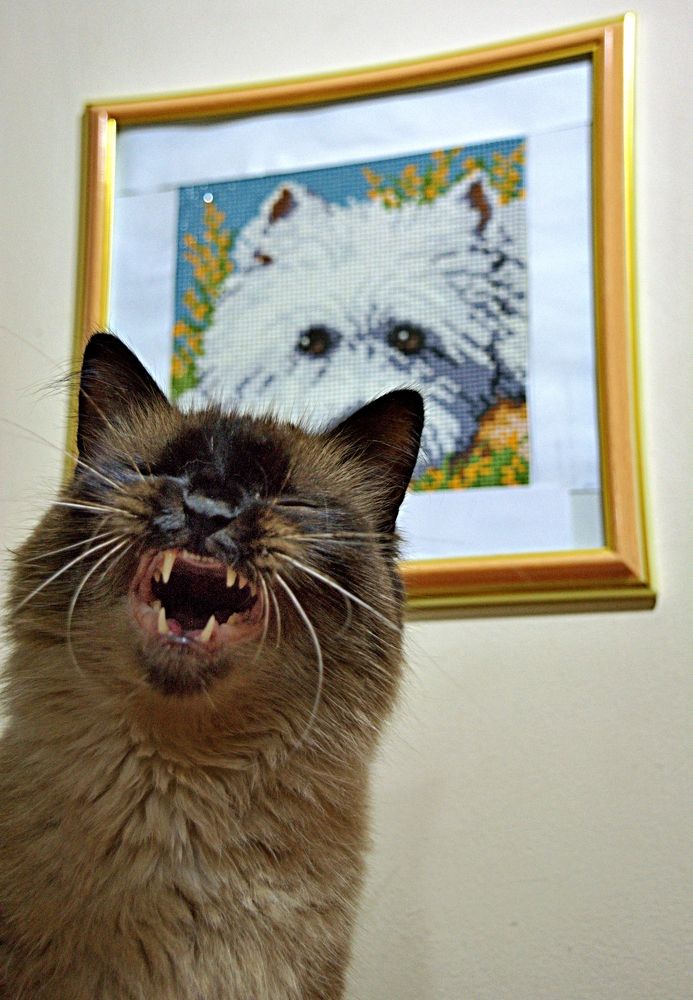 Ани хохочет