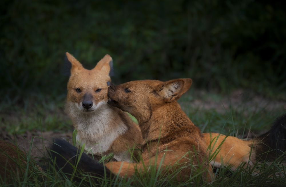 Photograph by Harsha Devalla