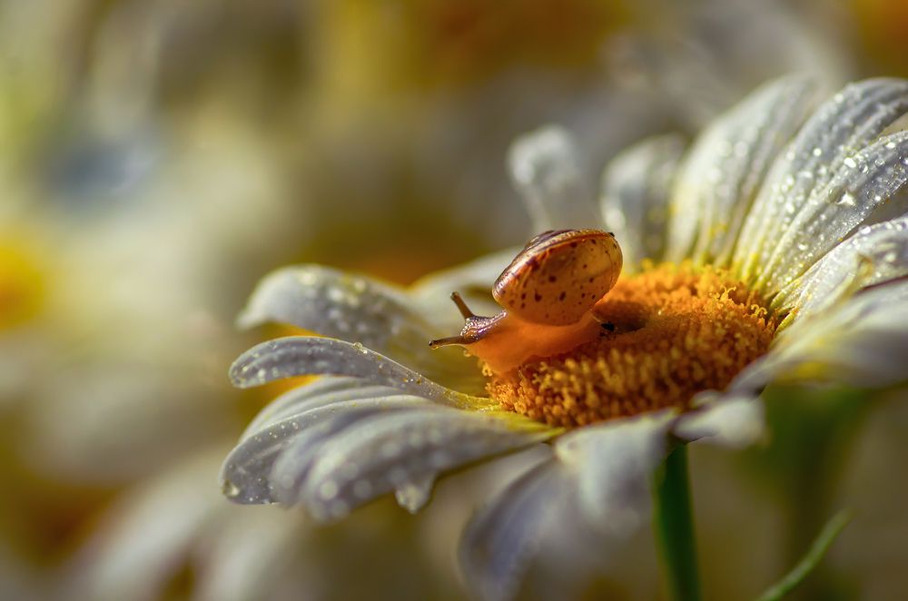 Photograph by Марина Мурашова