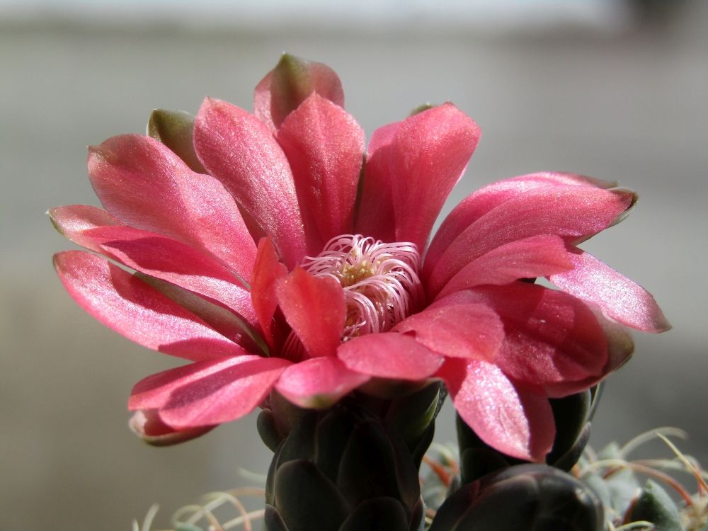 Весенняя влюблённость случается даже у самых колючих!