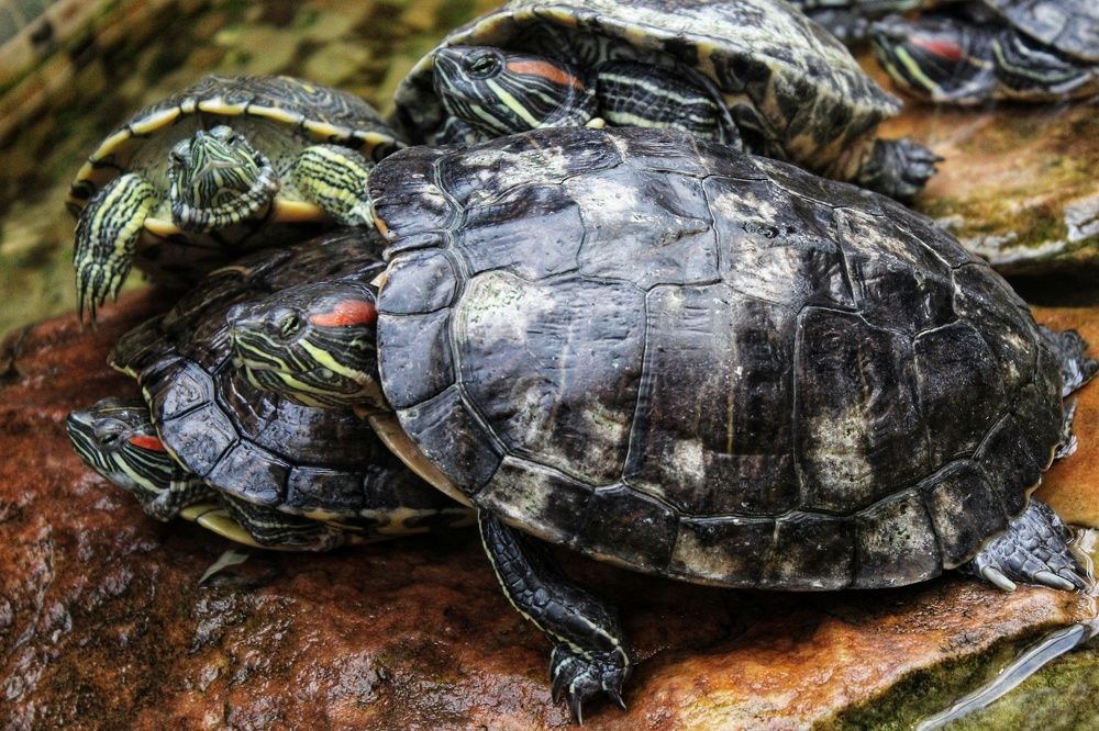 Photograph by Татьяна Сычева