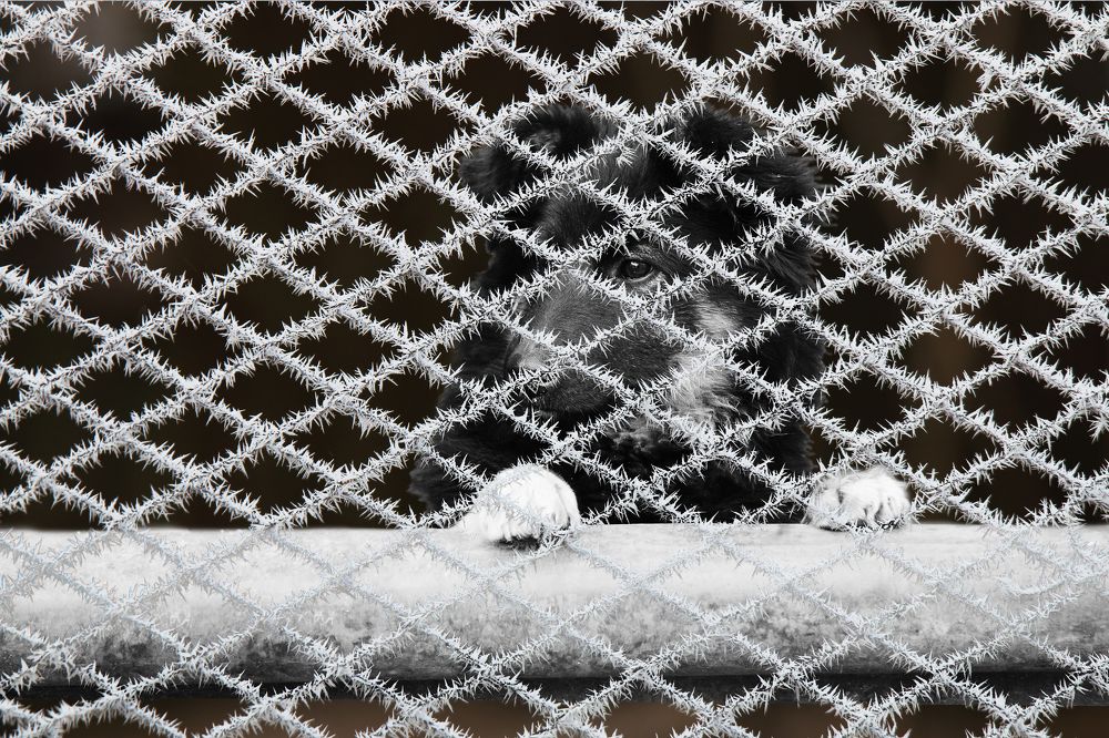 Photograph by Николай Протасеня