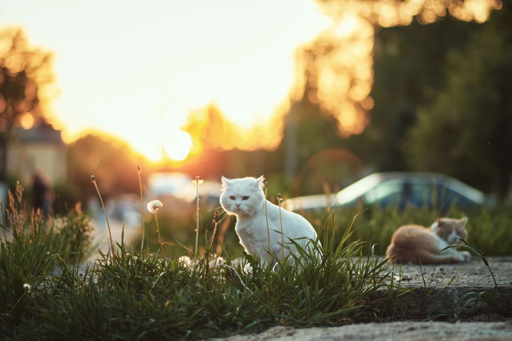 Photograph by Валерий Зенович