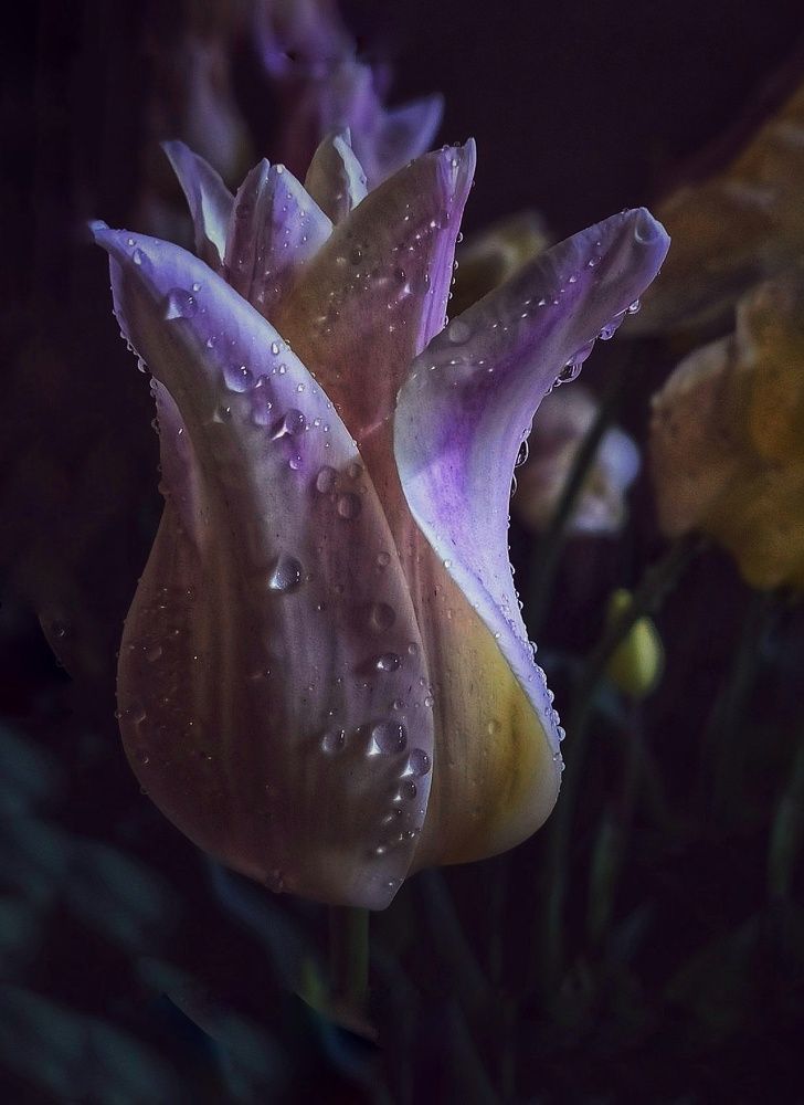 Ночной тюльпан под дождём.