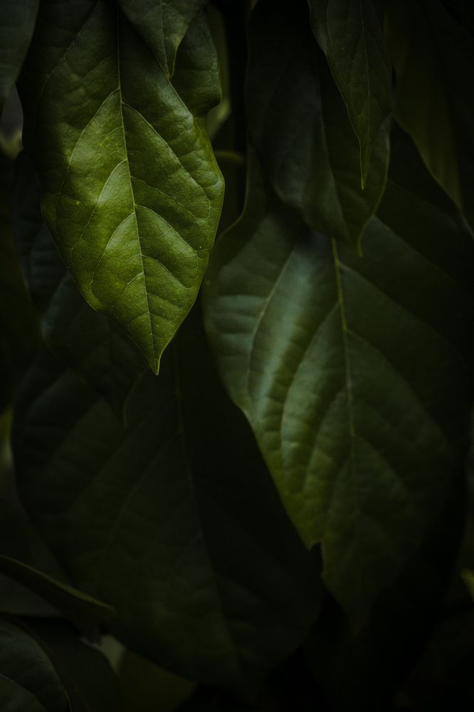 Photograph by Dewindu H. Fernando