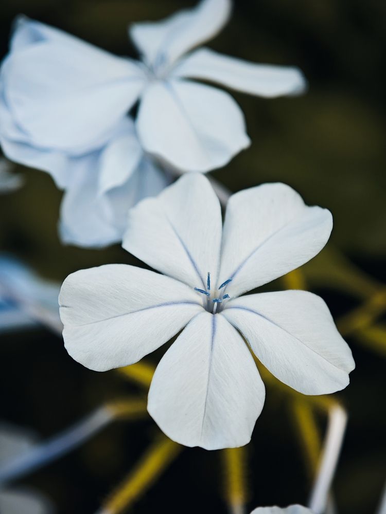 Photograph by Deependra Singh Rajput