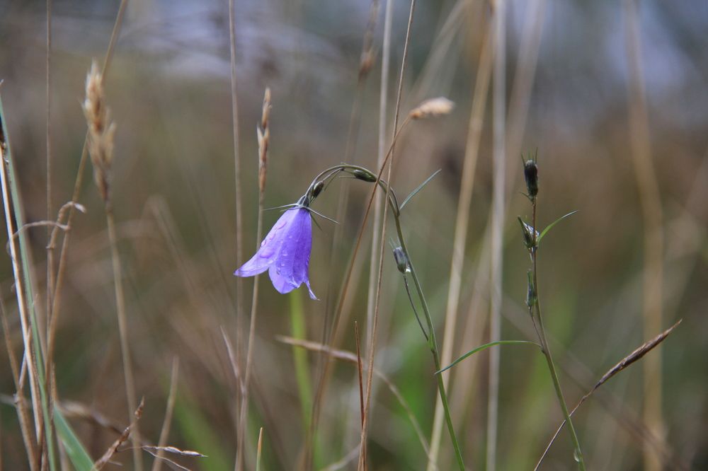Фотография автора Анастасия Зверева