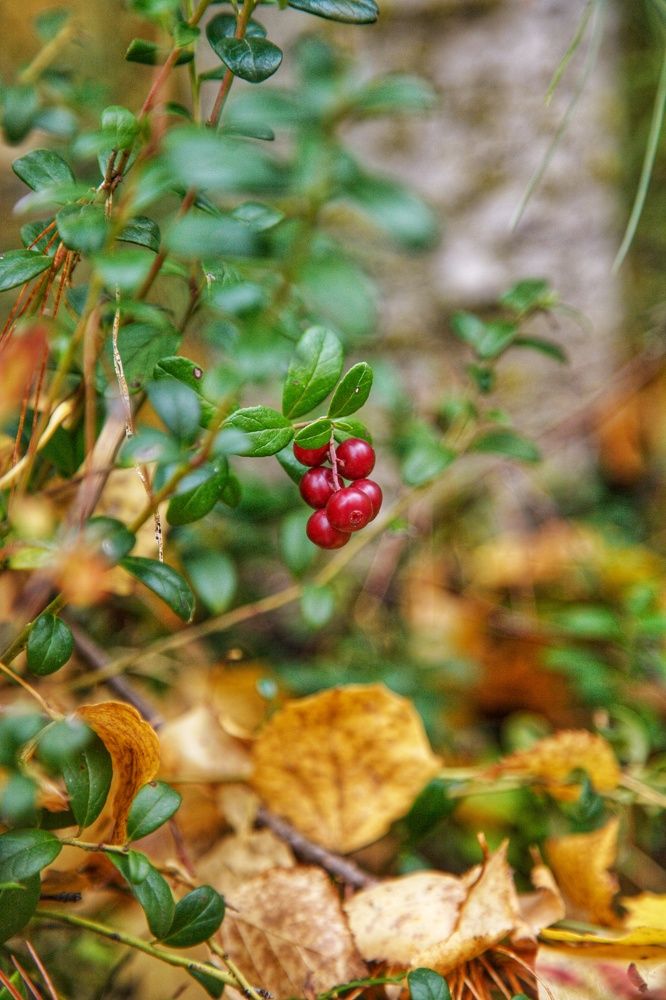 Photograph by Эльза Юнусова
