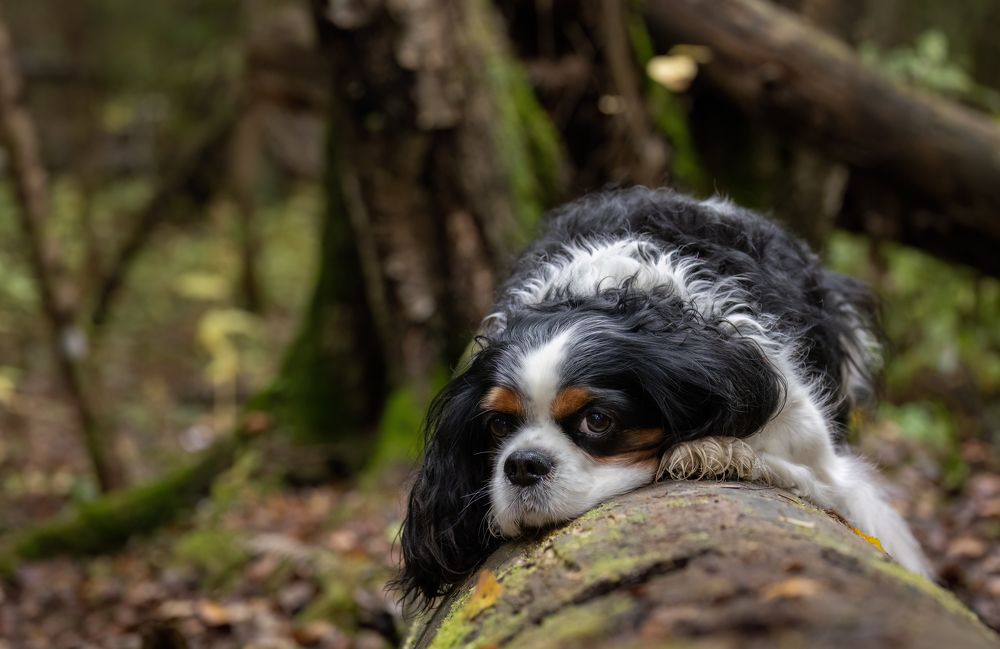 Photograph by Галина Павлова