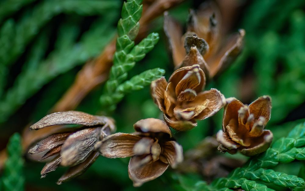 Photograph by Валерий Сарак