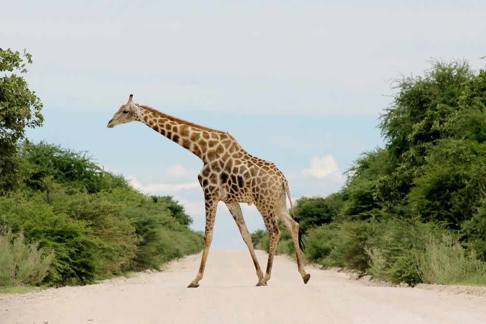 Фотография автора Maria de Fátima Silva