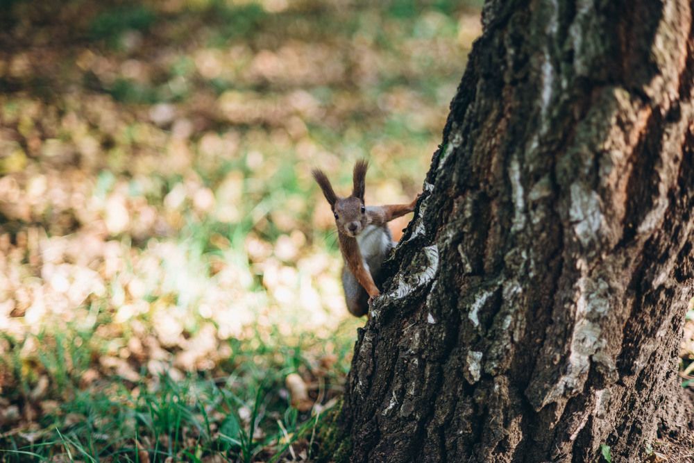 Photograph by Богдан Гаврилюк