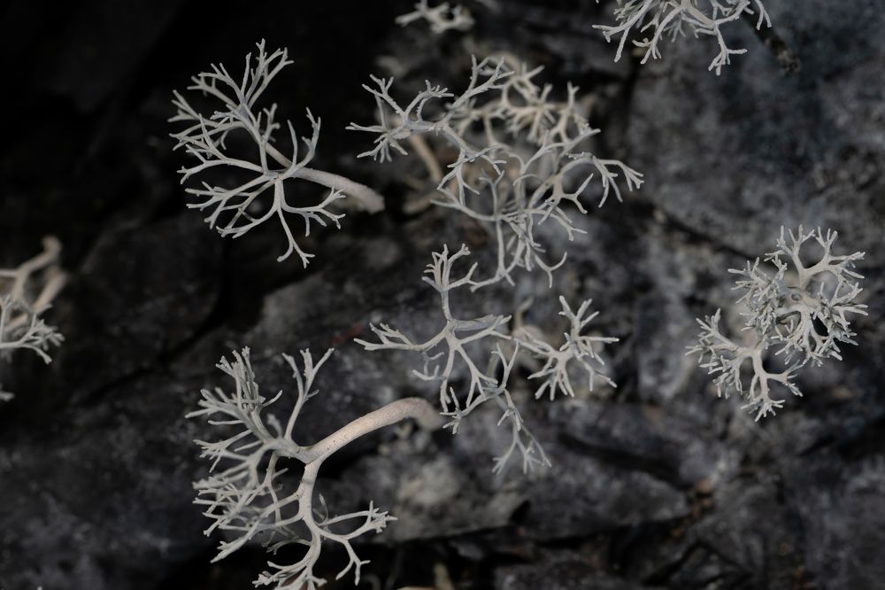 Photograph by Sonnadara Kushan Madushanka