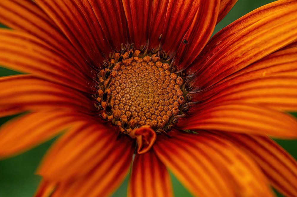 Photograph by Sonnadara Kushan Madushanka