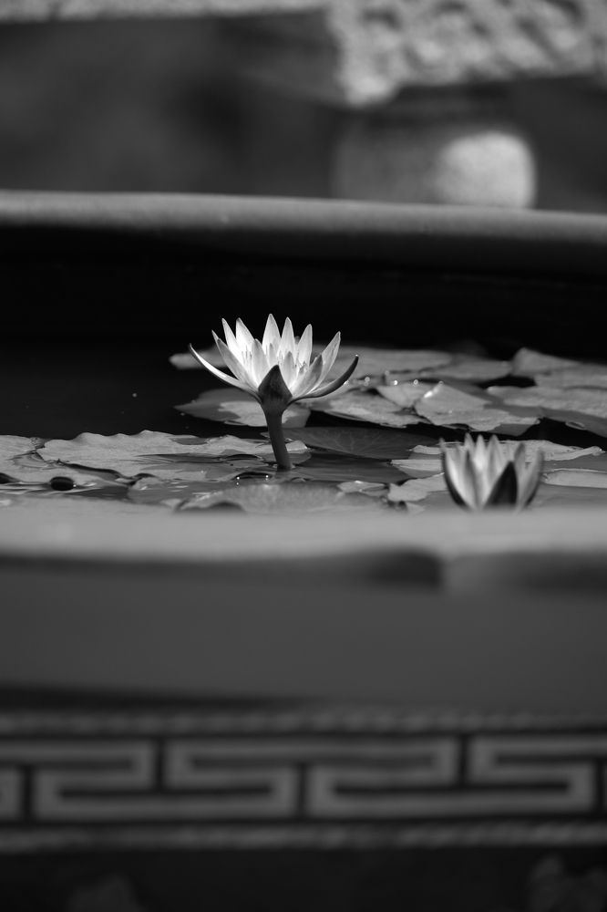 En busqueda de la luz