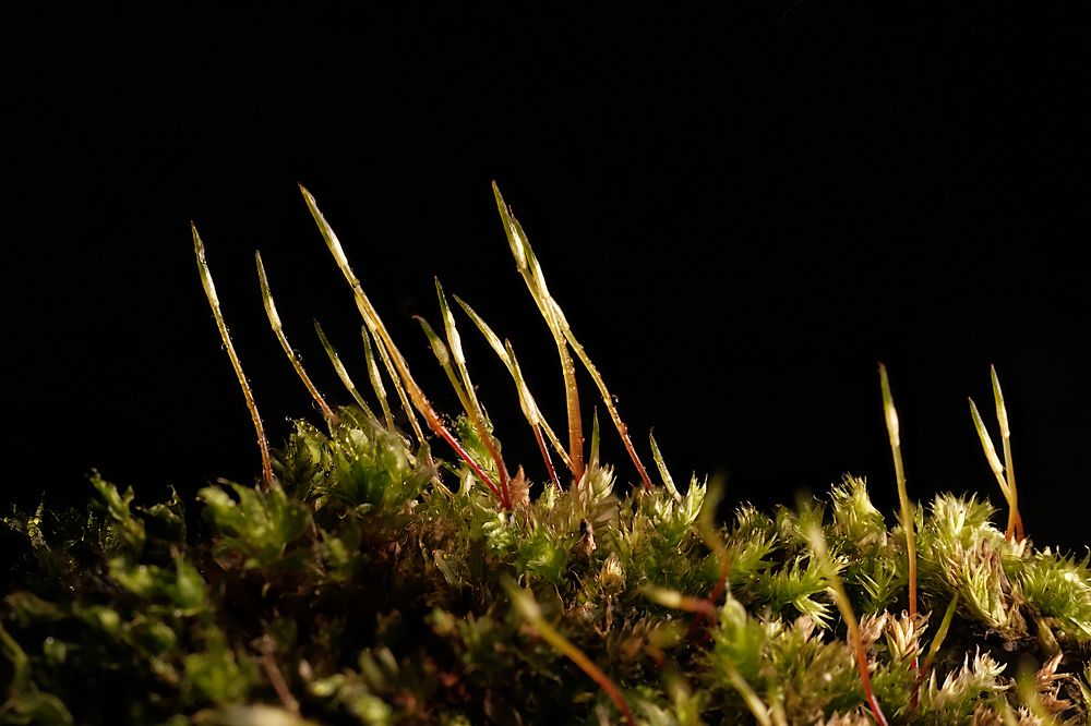 Фотография автора Ketov Vladimir