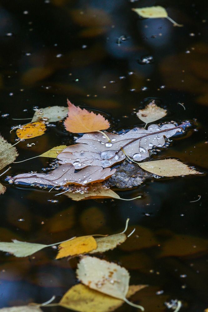 Photograph by Светлана Долгих