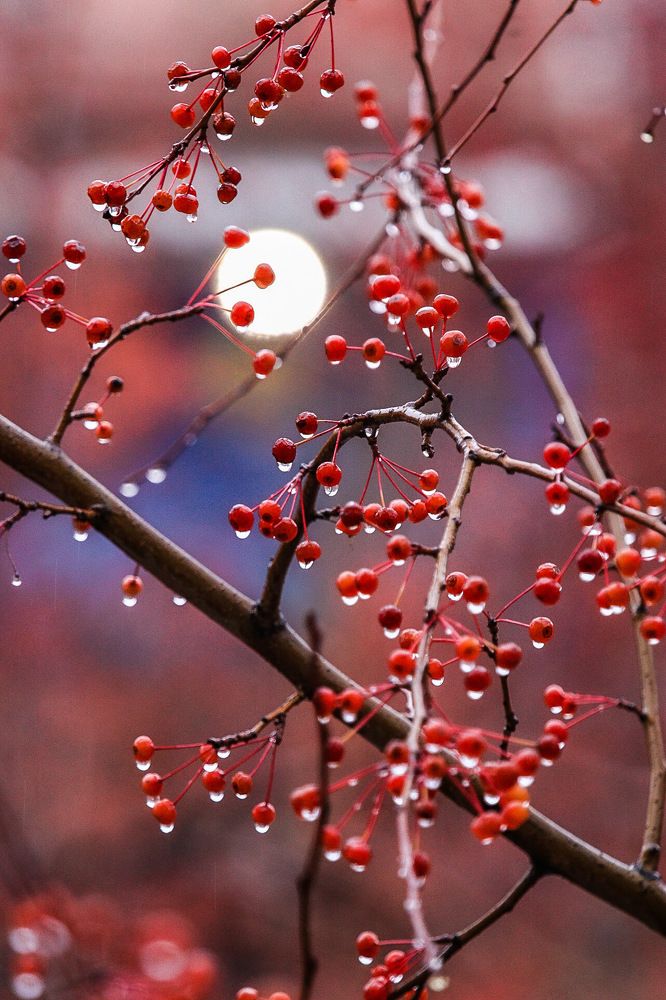 Photograph by Светлана Долгих