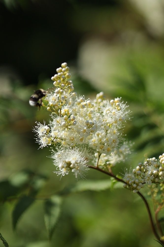 Photograph by Бальзирова Наталья