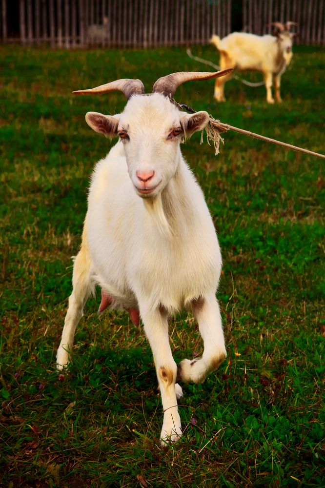 Photograph by Elena Dementova