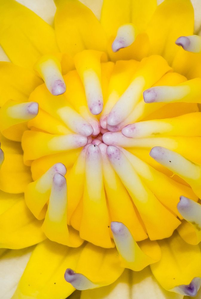 Фотография автора Dipayan Debbarma