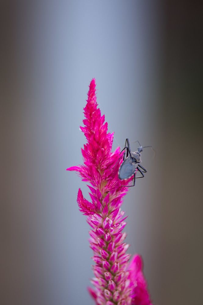 Фотография автора Dipayan Debbarma