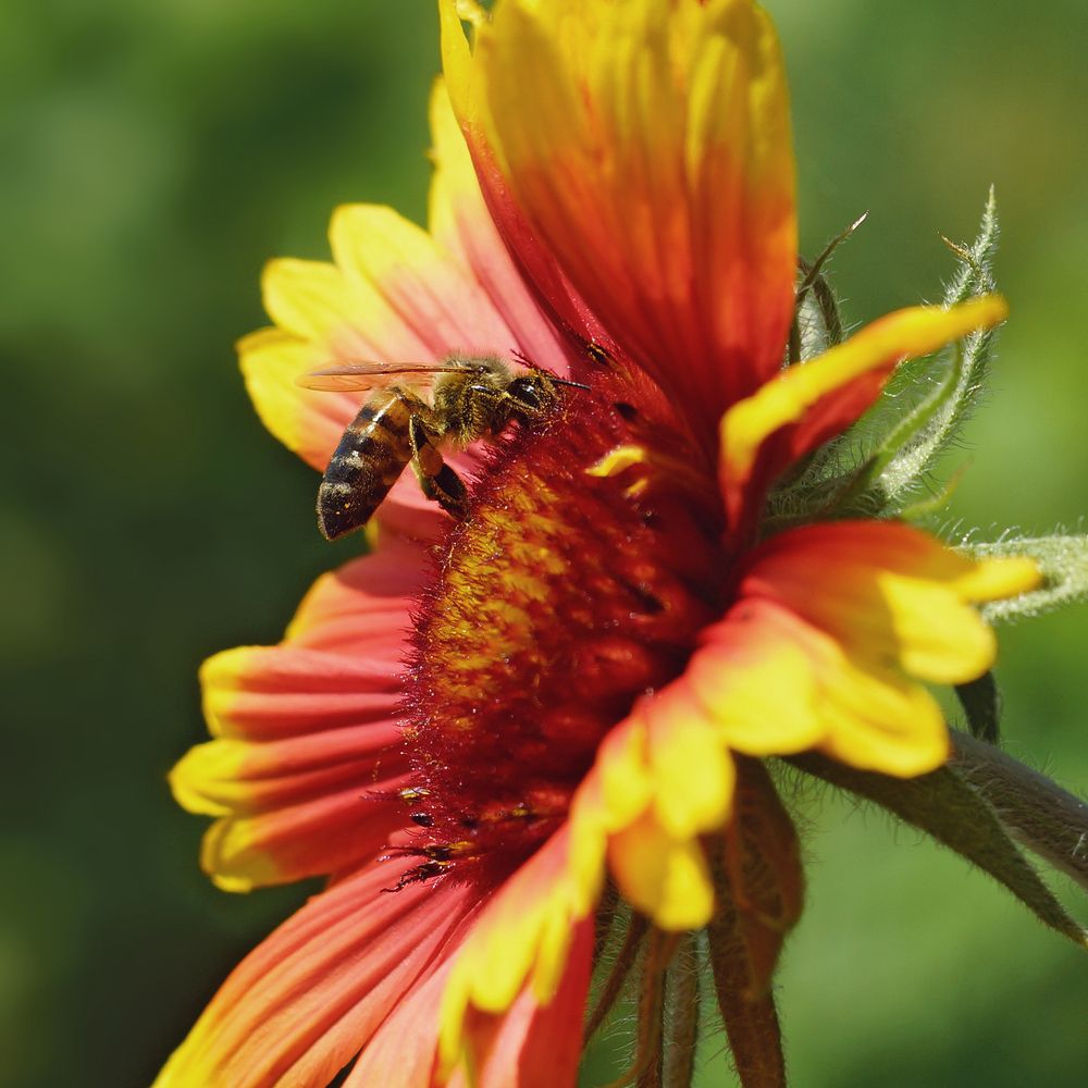 Пчёлка на Гайлардии