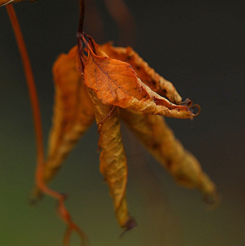 Photograph by Елена Одынец