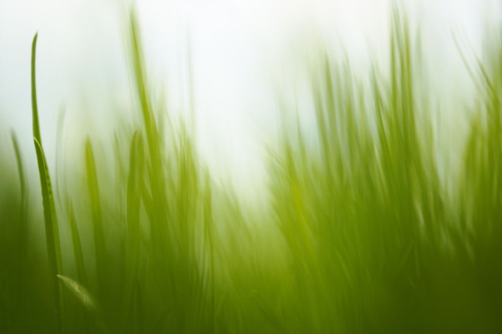 Трава-мурава