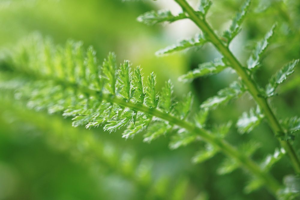 Тысячелистник