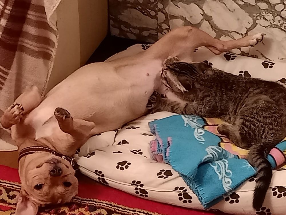 Photo #9770716
