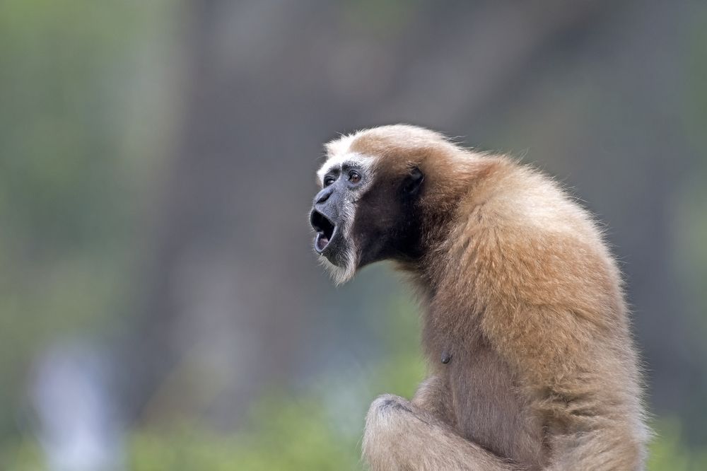 Photograph by Angshuman Mitra