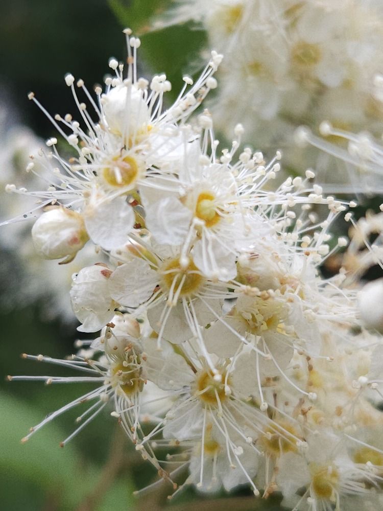 Photograph by arikacat